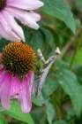 Praying mantis on purple coneflower. Art Print
